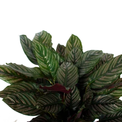 Nieuwe uitgaven -Buitentuinwinkel calathea ornata livingplant p27 h80 5 3