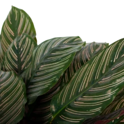 Calathea Ornata - Livingplant - P27 H80 - Kamerplant -Buitentuinwinkel calathea ornata livingplant p27 h80 6 3