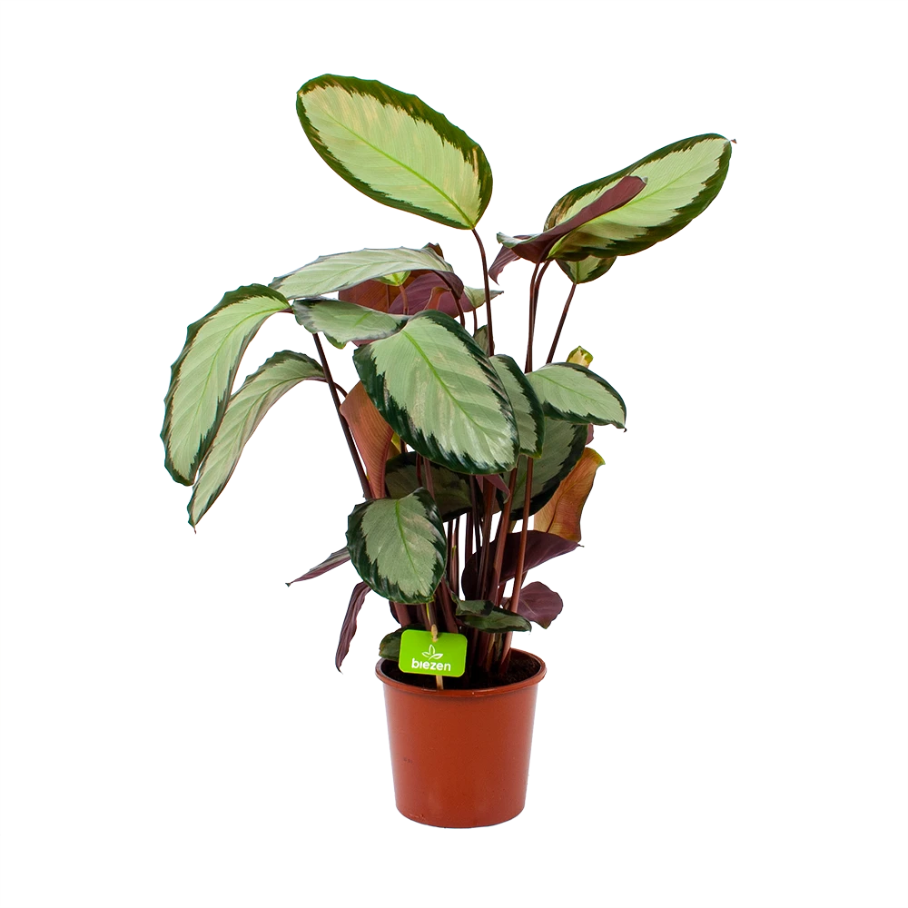Calathea Picturata - Livingplant - p17 h65 - Kamerplant Calathea Picturata - Livingplant - P17 H65 - Kamerplant -Buitentuinwinkel calathea picturata livingplant p17 h65 1