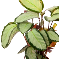 Calathea Picturata - Livingplant - P17 H65 - Kamerplant 2 Calathea Picturata - Livingplant - P17 H65 - Kamerplant -Buitentuinwinkel calathea picturata livingplant p17 h65 6