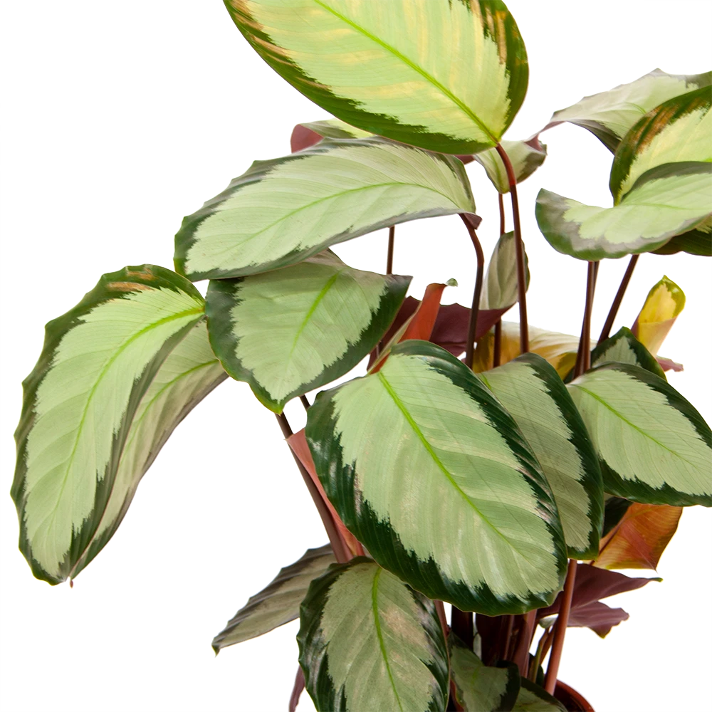 Calathea Picturata - Livingplant - p17 h65 - Kamerplant Calathea Picturata - Livingplant - P17 H65 - Kamerplant -Buitentuinwinkel calathea picturata livingplant p17 h65 6