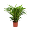 Calathea Rufibarba Bluegrass - Pauwenplant - P17 H65 - Kamerplant