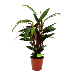 Calathea Rufibarba Wavestar - Pauwenplant - P19 H75 - Kamerplant