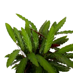Calathea Rufibarba Wavestar - Pauwenplant - P27 H90 - Kamerplant -Buitentuinwinkel calathea rufibarba wavestar pauwenplant p27 h90 5 1