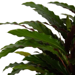 Calathea Rufibarba Wavestar - Pauwenplant - P32 H80 - Kamerplant -Buitentuinwinkel calathea rufibarba wavestar pauwenplant p32 h80 5