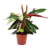 Calathea Stromante Triostar - Schaduwplant - P19 H60 - Kamerplant