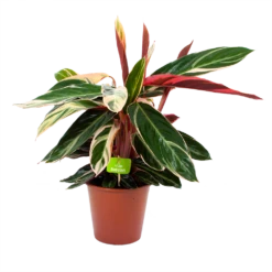 Calathea Stromante Triostar - Schaduwplant - P19 H60 - Kamerplant