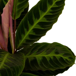 Nieuwe uitgaven -Buitentuinwinkel calathea warcewiczii livingplant p19 h75 5 1