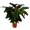 Calathea Warcewiczii - Livingplant - P21 H90 - Kamerplant