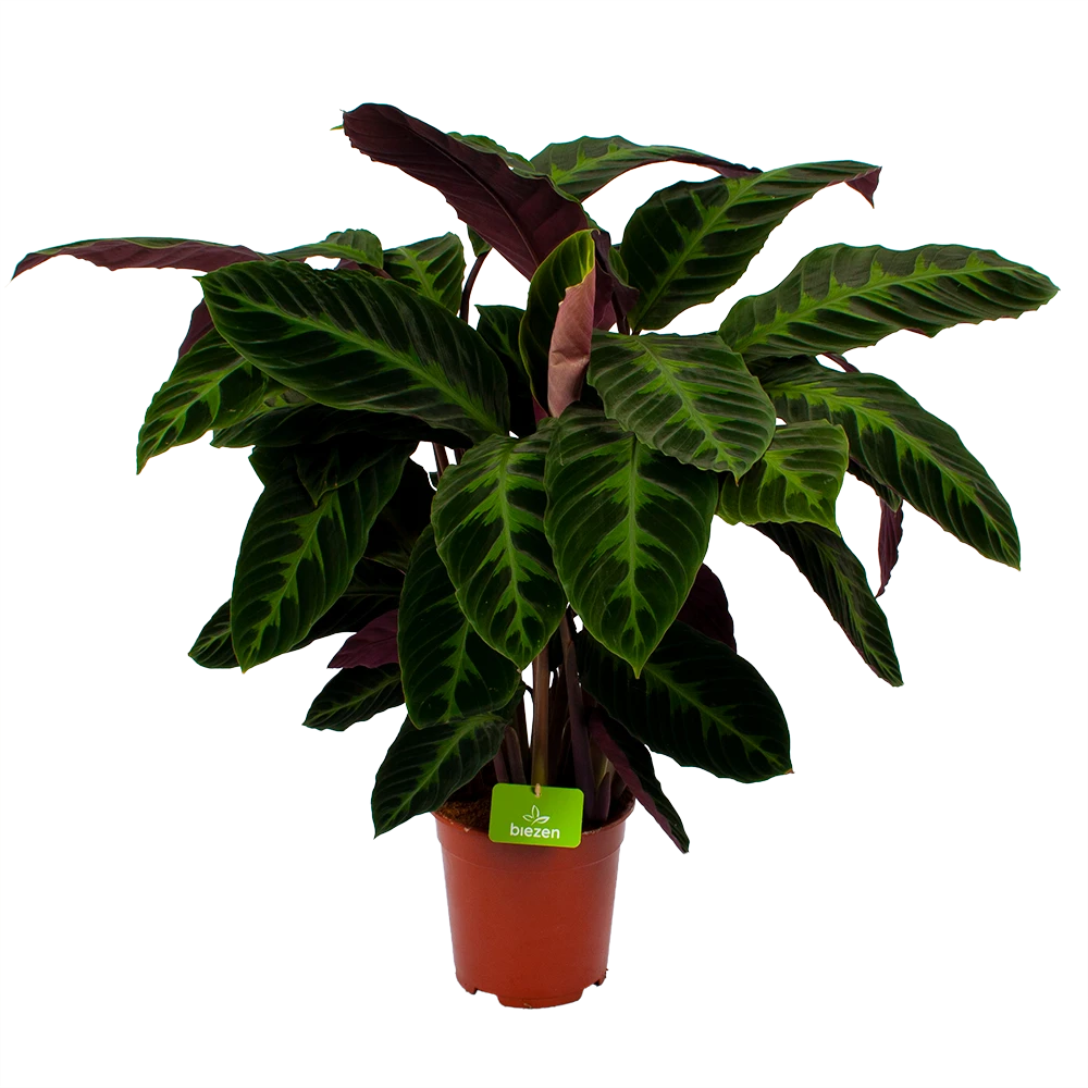 Calathea Warcewiczii - Livingplant - p21 h90 - Kamerplant Calathea Warcewiczii - Livingplant - P21 H90 - Kamerplant -Buitentuinwinkel calathea warcewiczii livingplant p21 h90 1