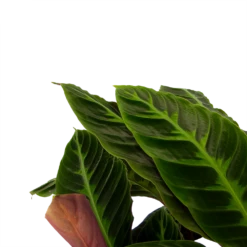 Nieuwe uitgaven -Buitentuinwinkel calathea warcewiczii livingplant p21 h90 2