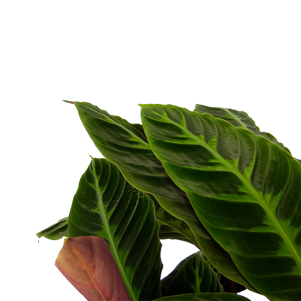 Calathea Warcewiczii - Livingplant - p21 h90 - Kamerplant Calathea Warcewiczii - Livingplant - P21 H90 - Kamerplant -Buitentuinwinkel calathea warcewiczii livingplant p21 h90 2
