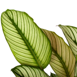 Nieuwe uitgaven -Buitentuinwinkel calathea whitestar schaduwplant p19 h75 5 1
