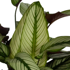 Nieuwe uitgaven -Buitentuinwinkel calathea whitestar schaduwplant p32 h80 5