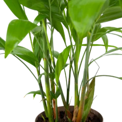 Chamaedorea Seifrizii - Bergpalm - P24 H100 - Kamerplant -Buitentuinwinkel chamaedorea seifrizii bergpalm p24 h100 6