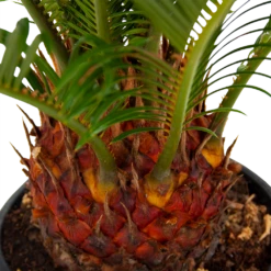 Cycas Revoluta - Vredespalm - P17 H60 - Kamerplant 1 Cycas Revoluta - Vredespalm - P17 H60 - Kamerplant -Buitentuinwinkel cycas revoluta vredespalm p17 h60 5