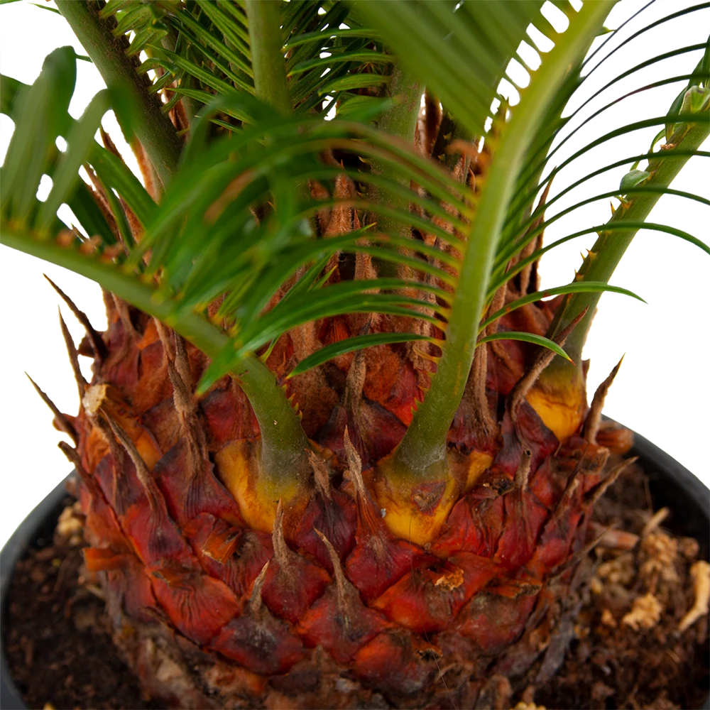 Cycas Revoluta - Vredespalm - p17 h60 - Kamerplant Cycas Revoluta - Vredespalm - P17 H60 - Kamerplant -Buitentuinwinkel cycas revoluta vredespalm p17 h60 5