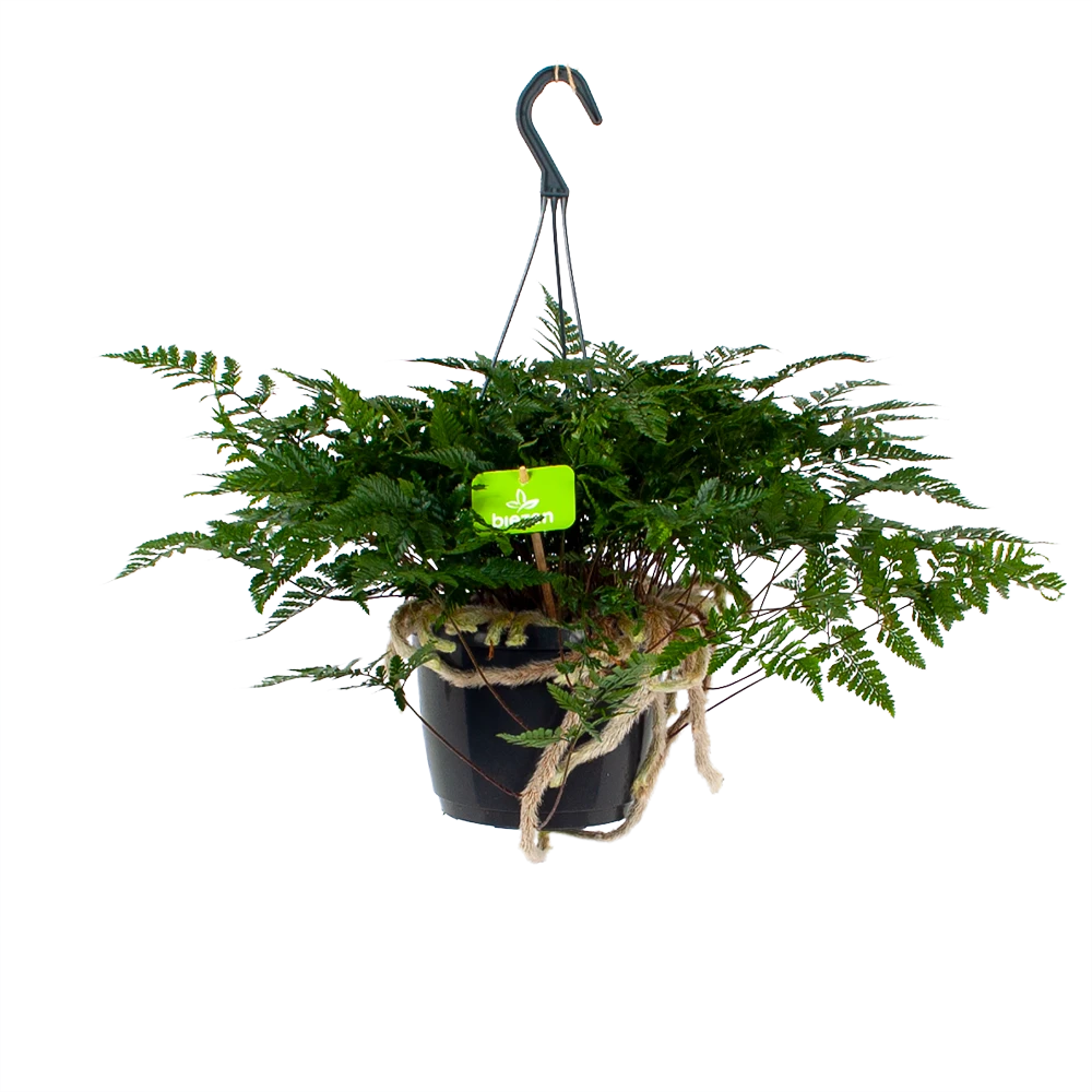 Davallia Teyermannii - in Hangpot - p17 h30 - Kamerplant Davallia Teyermannii - In Hangpot - P17 H30 - Kamerplant -Buitentuinwinkel davallia teyermannii in hangpot p17 h30 1