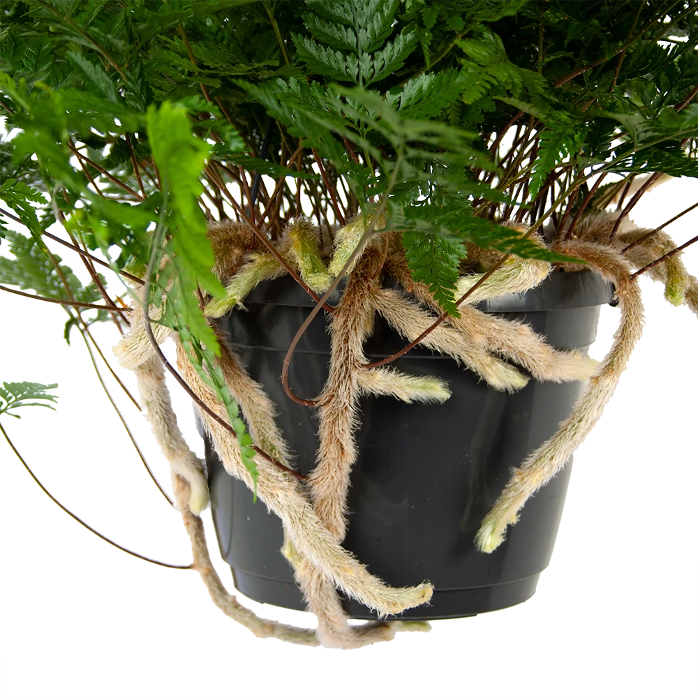 Davallia Teyermannii - in Hangpot - p17 h30 - Kamerplant Davallia Teyermannii - In Hangpot - P17 H30 - Kamerplant -Buitentuinwinkel davallia teyermannii in hangpot p17 h30 5