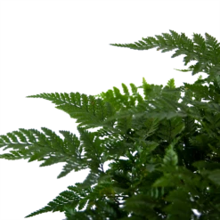 Davallia Teyermannii - In Hangpot - P17 H30 - Kamerplant 2 Davallia Teyermannii - In Hangpot - P17 H30 - Kamerplant -Buitentuinwinkel davallia teyermannii in hangpot p17 h30 6