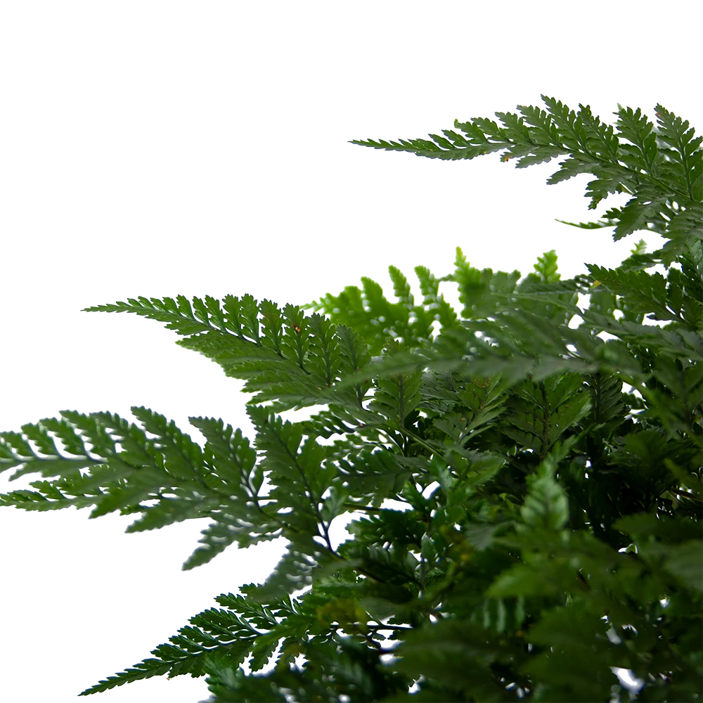 Davallia Teyermannii - in Hangpot - p17 h30 - Kamerplant Davallia Teyermannii - In Hangpot - P17 H30 - Kamerplant -Buitentuinwinkel davallia teyermannii in hangpot p17 h30 6