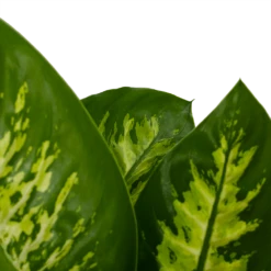 Dieffenbachia Seguine 'Reeva' - P19 H60 - Kamerplant -Buitentuinwinkel dieffenbachia seguine reeva p19 h60 6