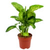 Dieffenbachia Seguine 'Reeva' - P24 H90 - Kamerplant