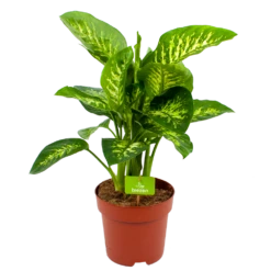 Dieffenbachia Seguine 'Reeva' - P24 H90 - Kamerplant