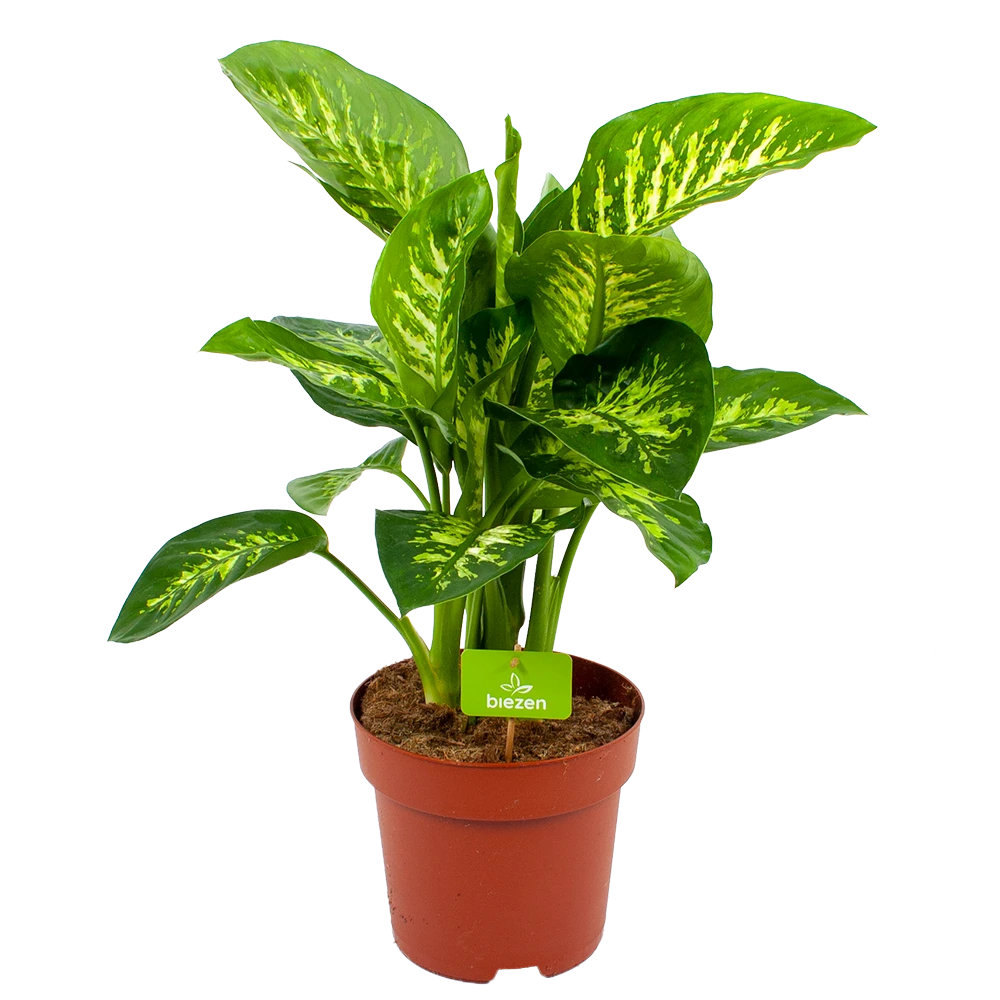 Dieffenbachia Seguine 'Reeva' - p24 h90 - Kamerplant Dieffenbachia Seguine 'Reeva' - P24 H90 - Kamerplant -Buitentuinwinkel dieffenbachia seguine reeva p24 h90 1 1