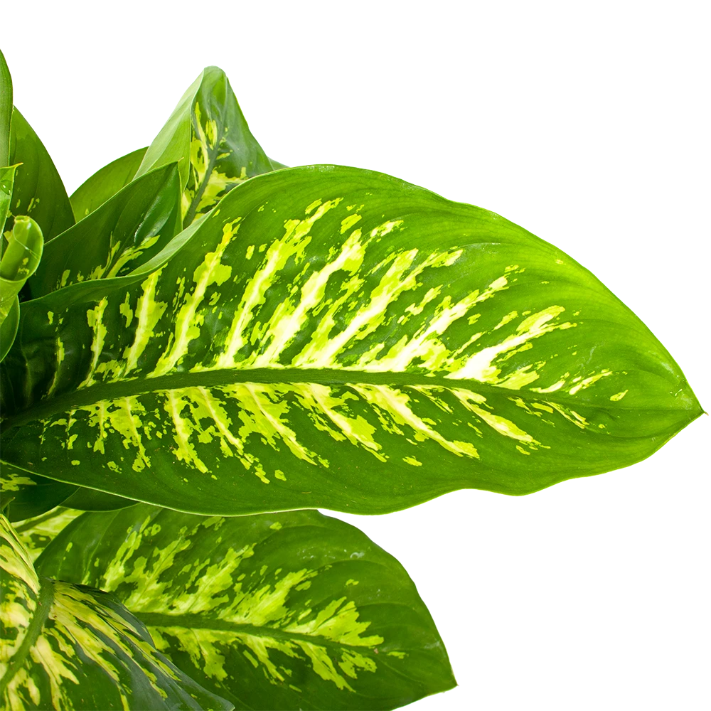 Dieffenbachia Seguine 'Reeva' - p24 h90 - Kamerplant Dieffenbachia Seguine 'Reeva' - P24 H90 - Kamerplant -Buitentuinwinkel dieffenbachia seguine reeva p24 h90 5 1
