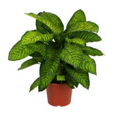 Dieffenbachia Seguine Tropic Jewel - P35 H130 - Kamerplant