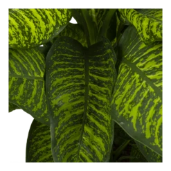 Dieffenbachia Seguine Tropic Jewel - P35 H130 - Kamerplant -Buitentuinwinkel dieffenbachia seguine tropic jewel p35 h130 4