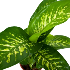 Dieffenbachia Seguine Tropic Snow - P19 H70 - Kamerplant -Buitentuinwinkel dieffenbachia seguine tropic snow p19 h70 5