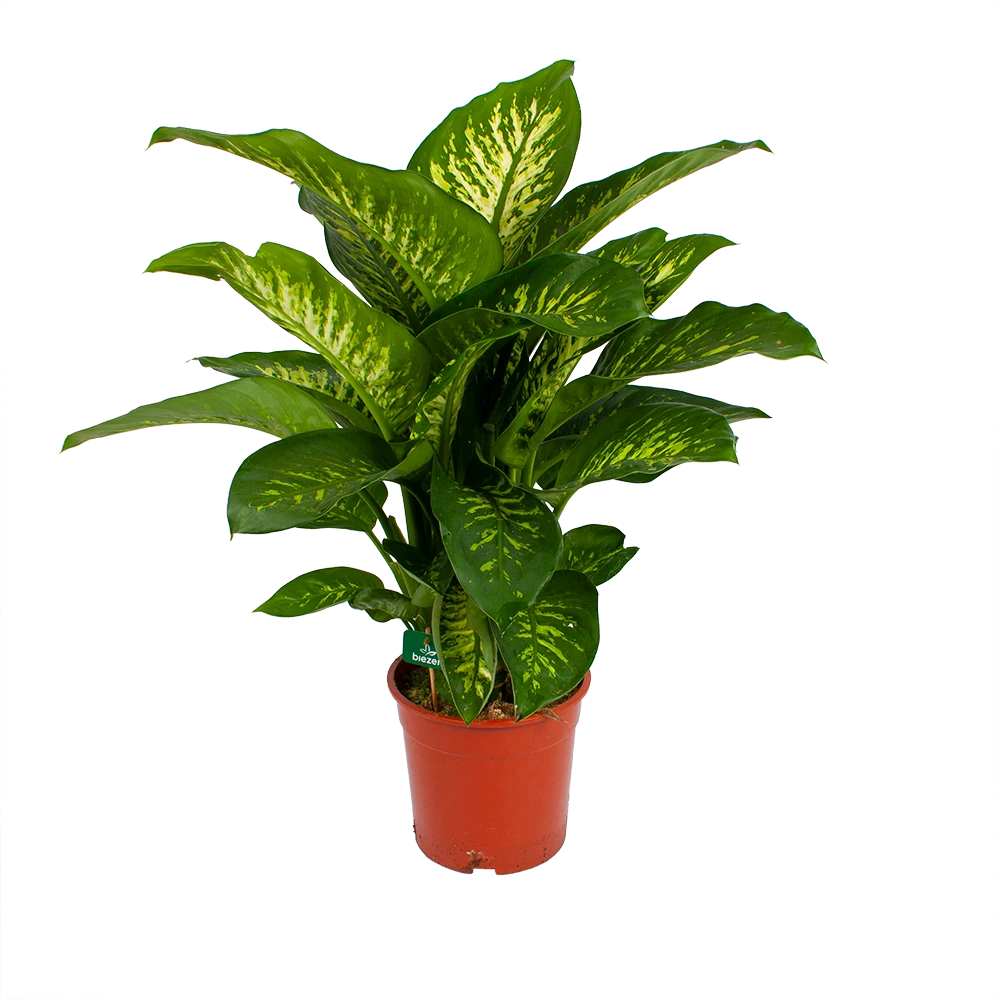 Dieffenbachia Seguine Tropic snow - p24 h90 - Kamerplant Dieffenbachia Seguine Tropic Snow - P24 H90 - Kamerplant -Buitentuinwinkel dieffenbachia seguine tropic snow p24 h90 2 1