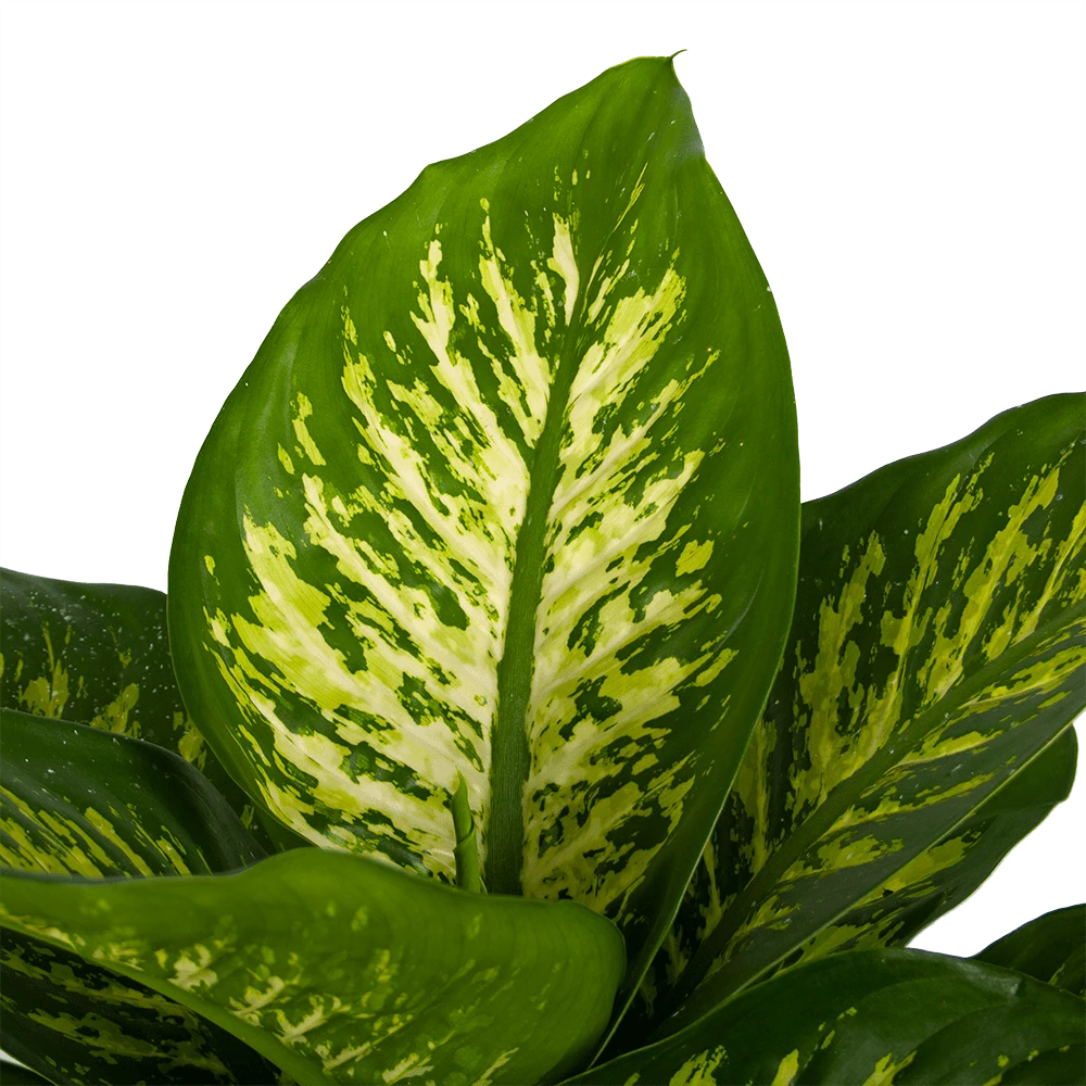 Dieffenbachia Seguine Tropic snow - p24 h90 - Kamerplant Dieffenbachia Seguine Tropic Snow - P24 H90 - Kamerplant -Buitentuinwinkel dieffenbachia seguine tropic snow p24 h90 2 3