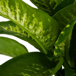 Dieffenbachia Seguine Tropic Snow - P24 H90 - Kamerplant 2 Dieffenbachia Seguine Tropic Snow - P24 H90 - Kamerplant -Buitentuinwinkel dieffenbachia seguine tropic snow p24 h90 2 4