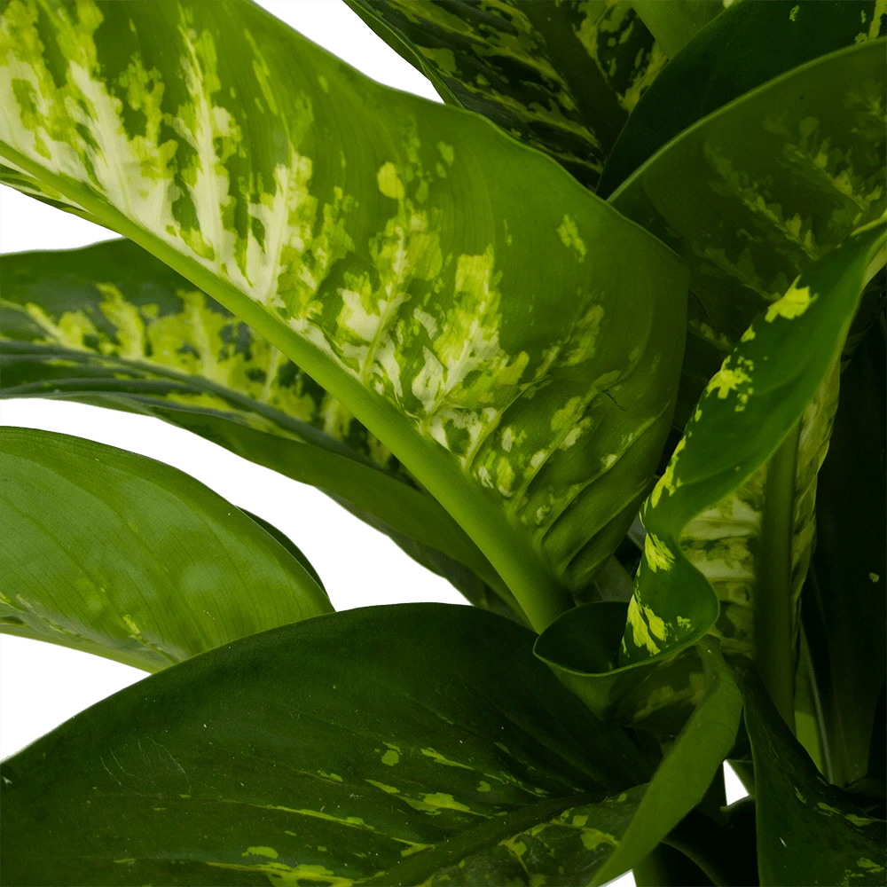 Dieffenbachia Seguine Tropic snow - p24 h90 - Kamerplant Dieffenbachia Seguine Tropic Snow - P24 H90 - Kamerplant -Buitentuinwinkel dieffenbachia seguine tropic snow p24 h90 2 4