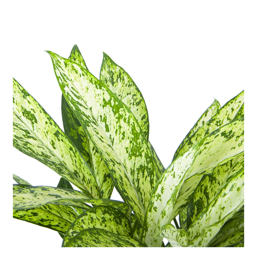 Dieffenbachia Vesuvius - p27 h70 - Kamerplant Dieffenbachia Vesuvius - P27 H70 - Kamerplant -Buitentuinwinkel dieffenbachia vesuvius p27 h70 5
