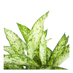 Dieffenbachia Vesuvius - P27 H70 - Kamerplant 2 Dieffenbachia Vesuvius - P27 H70 - Kamerplant -Buitentuinwinkel dieffenbachia vesuvius p27 h70 6
