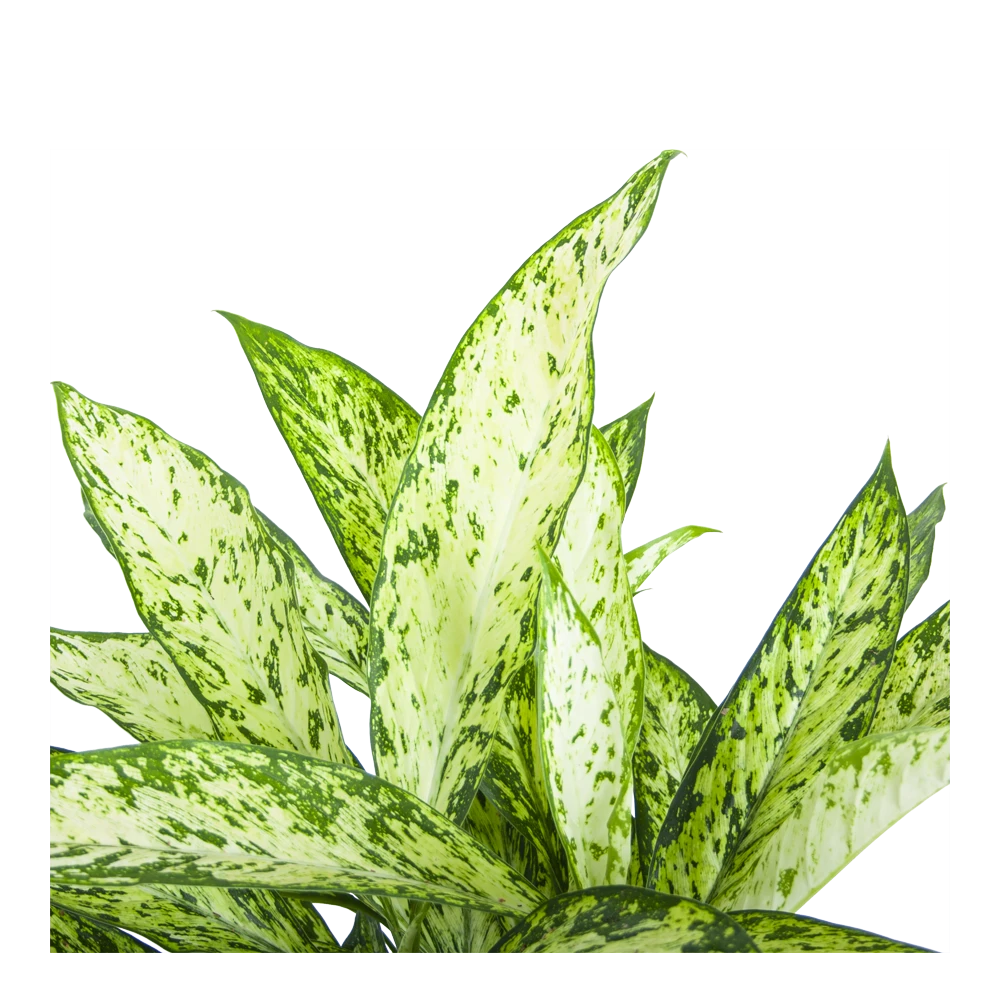 Dieffenbachia Vesuvius - p27 h70 - Kamerplant Dieffenbachia Vesuvius - P27 H70 - Kamerplant -Buitentuinwinkel dieffenbachia vesuvius p27 h70 6