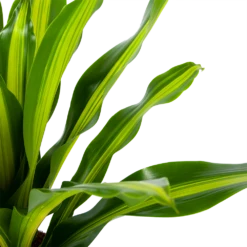Dracaena Burley - Drakenbloedboom - P24 H90 - Kamerplant -Buitentuinwinkel dracaena burley drakenbloedboom p24 h90 5 1