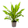 Dracaena Charley - Drakenbloedboom - P24 H95 - Kamerplant