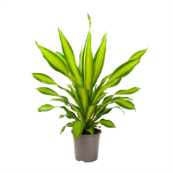 Dracaena Charley - Drakenbloedboom - P24 H95 - Kamerplant -Buitentuinwinkel dracaena charley drakenbloedboom p24 h95 3