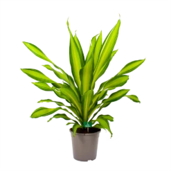 Dracaena Charley - Drakenbloedboom - P24 H95 - Kamerplant -Buitentuinwinkel dracaena charley drakenbloedboom p24 h95 4