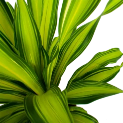 Dracaena Charley - Drakenbloedboom - P24 H95 - Kamerplant -Buitentuinwinkel dracaena charley drakenbloedboom p24 h95 5
