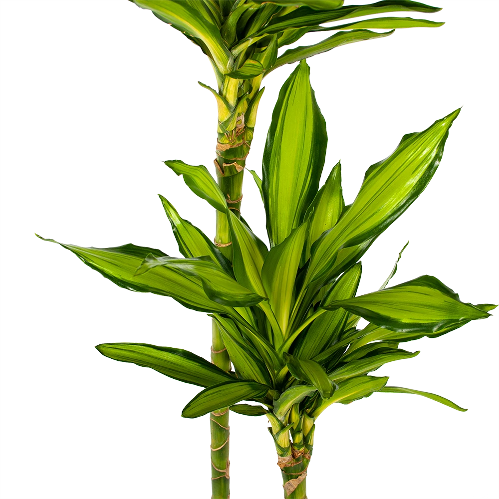 Dracaena Cintho - Op stam - Drakenbloedboom - p24 h150 - Kamerplant Dracaena Cintho - Op Stam - Drakenbloedboom - P24 H150 - Kamerplant -Buitentuinwinkel dracaena cintho op stam drakenbloedboom p24 h150 5 1