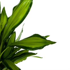 Dracaena Cintho - Op Stam - Drakenbloedboom - P24 H150 - Kamerplant 2 Dracaena Cintho - Op Stam - Drakenbloedboom - P24 H150 - Kamerplant -Buitentuinwinkel dracaena cintho op stam drakenbloedboom p24 h150 6 1