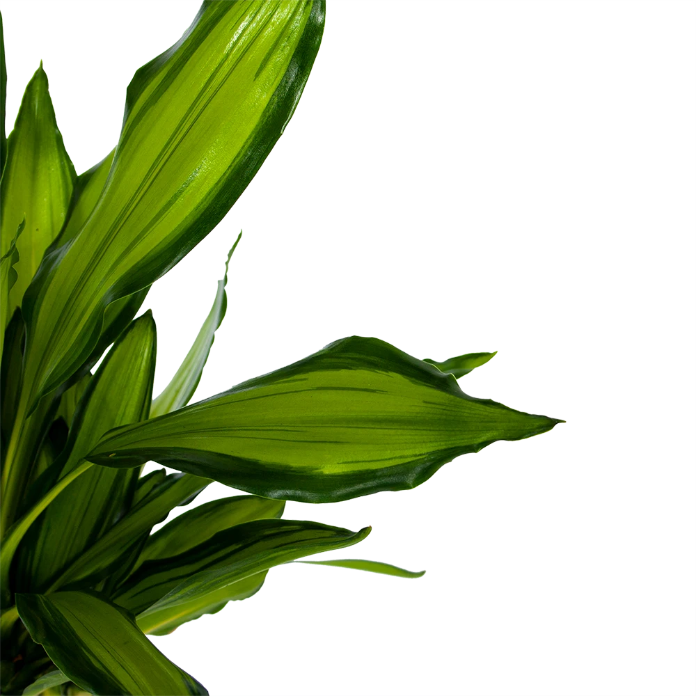 Dracaena Cintho - Op stam - Drakenbloedboom - p24 h150 - Kamerplant Dracaena Cintho - Op Stam - Drakenbloedboom - P24 H150 - Kamerplant -Buitentuinwinkel dracaena cintho op stam drakenbloedboom p24 h150 6 1