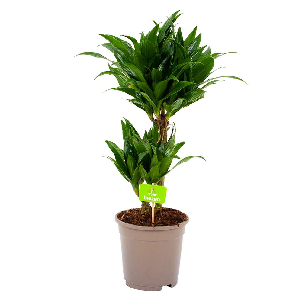 Dracaena Compacta - Op stam - Drakenbloedboom - p17 h55 - Kamerplant Dracaena Compacta - Op Stam - Drakenbloedboom - P17 H55 - Kamerplant -Buitentuinwinkel dracaena compacta drakenbloedboom p17 h55 4