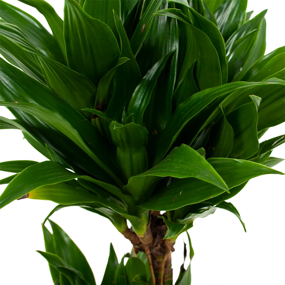 Dracaena Compacta - Op stam - Drakenbloedboom - p17 h55 - Kamerplant Dracaena Compacta - Op Stam - Drakenbloedboom - P17 H55 - Kamerplant -Buitentuinwinkel dracaena compacta drakenbloedboom p17 h55 5